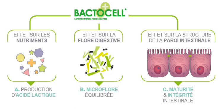 bactocell