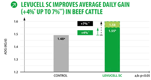 Levucell SC mejora la ganancia media diaria en vacuno de carne