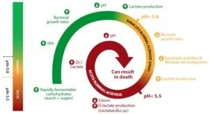 Levucell SC aumenta el pH ruminal, reduciendo el riesgo de acidosis