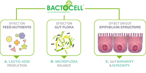 infographics bactocell 3 actions