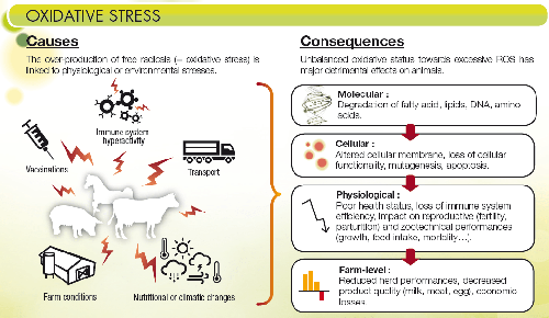 the consequences of oxidative stress