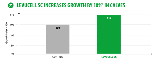 Levucell SC mejora el crecimiento de los terneros