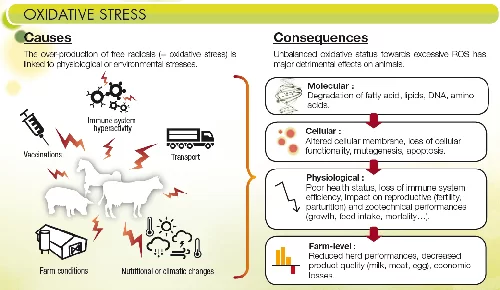 Las consecuencias del estrés oxidativo