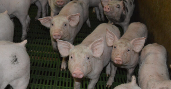 An outside-in approach to piglet management under reduced antibiotic and zinc oxide use