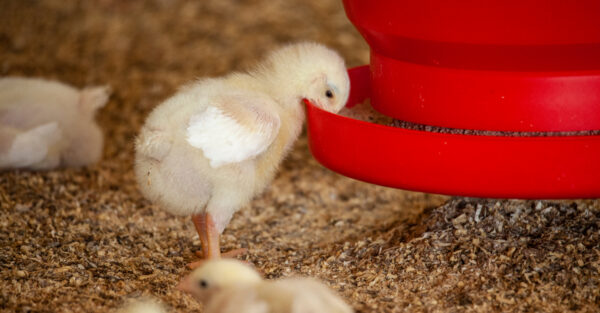 A valuable tool to help cope with high poultry feed costs