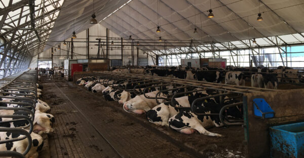 Maintaining bedding quality can benefit udder health
