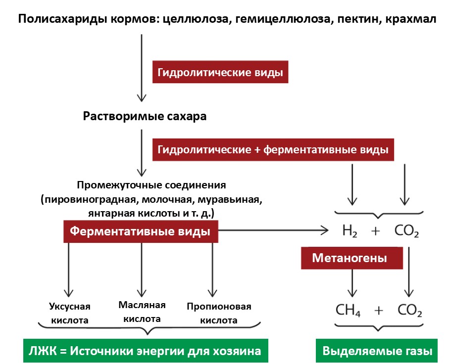 Жвачный процесс