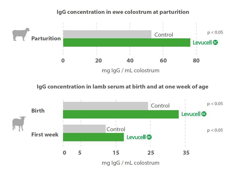 Effect of ewe dietary supplementation on colostrum and lamb serum IgG levels