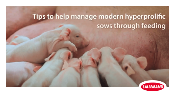 12 nutritional tips to help manage modern hyperprolific sows