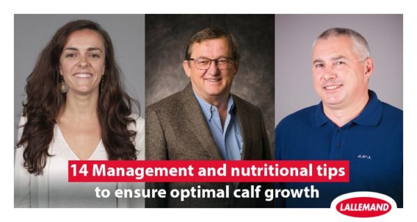 14 Management and nutritional tips to ensure optimal calf growth