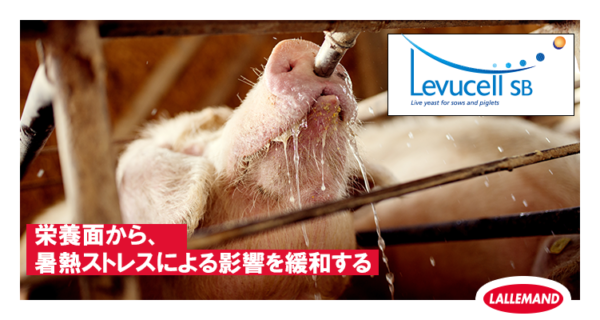 養豚において、栄養面から暑熱ストレスを緩和する