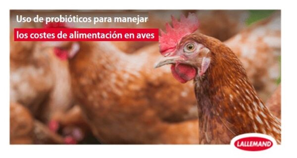 Uso de probióticos para manejar los costes de alimentación en avicultura