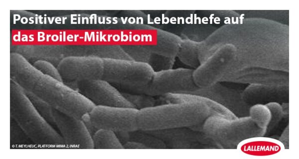 Lebendhefe beeinflusst das Broiler-Mikrobiom positiv
