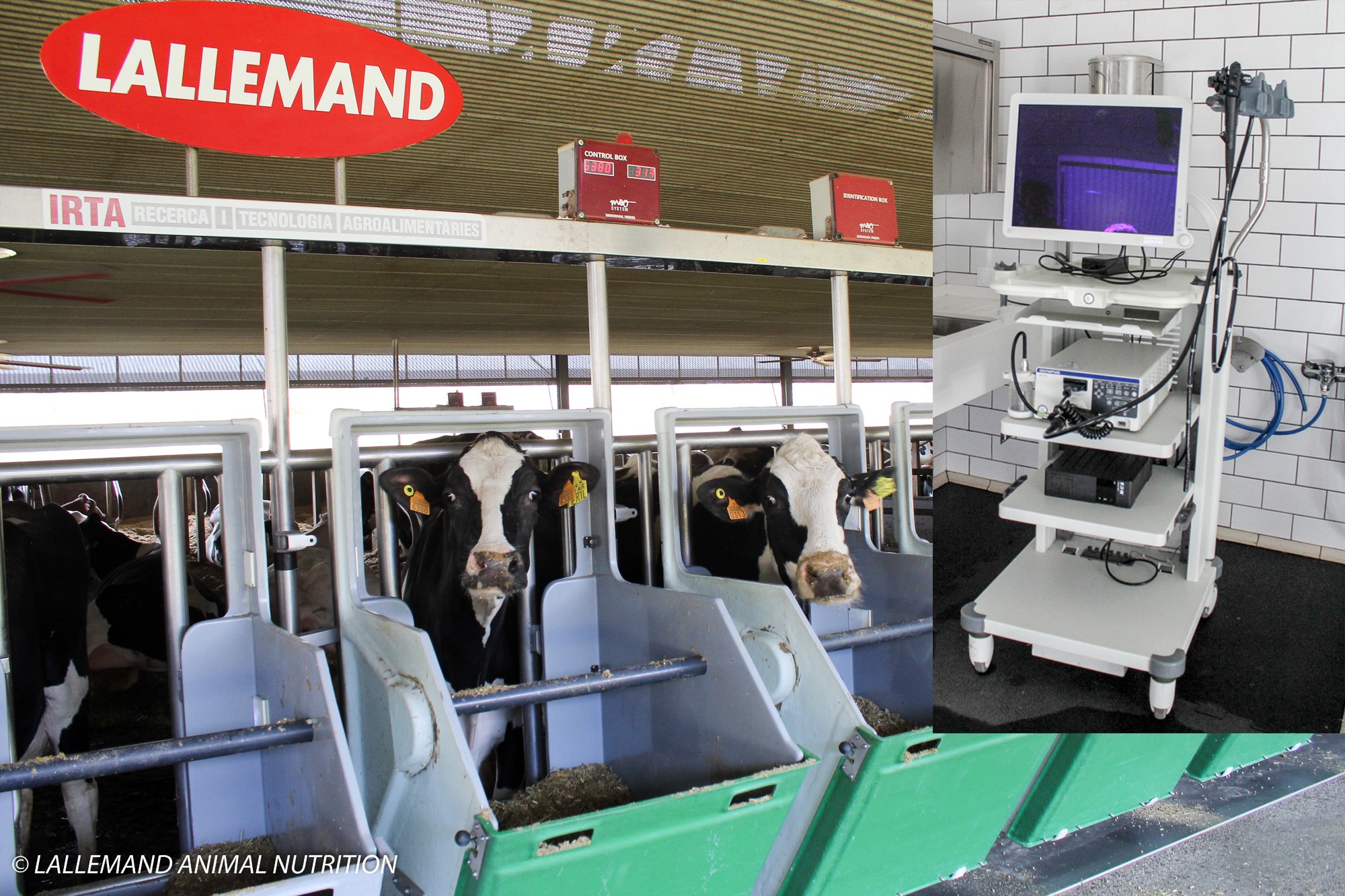 Dairy cow trial at Blanca facilities (Spain) and the medical endoscope used for rumen biopsies