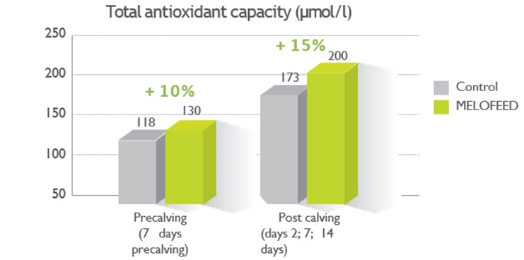 Figure 3: Effect of MELOFEED supplementation on cows total antioxidant status around calving (Lallemand Animal Nutrition internal data. 2020. Commercial farm, Germany 2020)