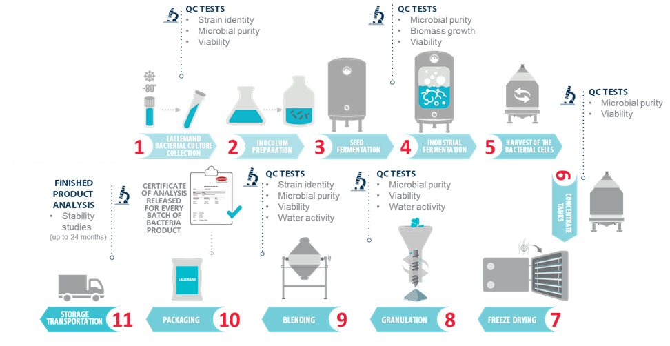 Lallemand bacteria production process and QC tests