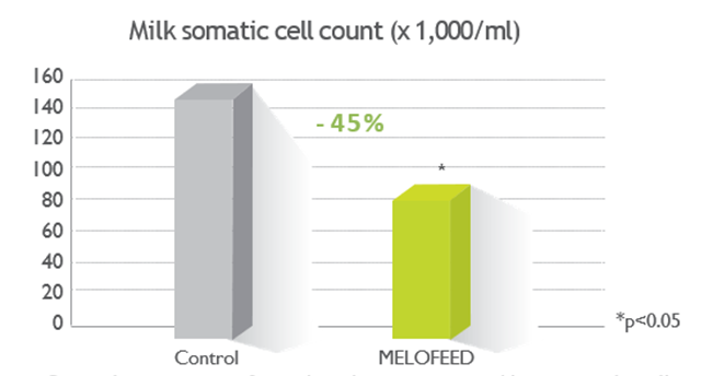 Figure 4: Effect of MELOFEED supplementation on milk somatic cell count during heat stress period (Lallemand Animal Nutrition internal data. 2020. Commercial farm, Germany 2020)