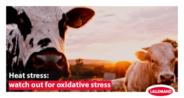 Heat stress: watch out for oxidative stress