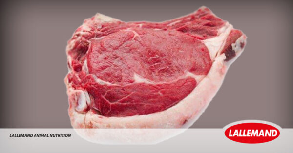 Could antioxidant supplementation to beef cattle improve meat quality?