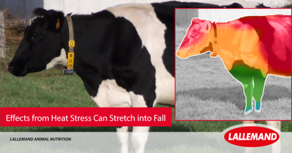 Effects from Heat Stress Can Stretch into Fall