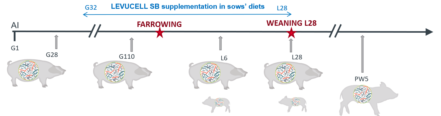 Experimental design. Only the sows were fed the probiotics throughout gestation and lactation.