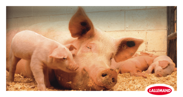EIN BAUCHGEFÜHL BESTÄTIGT SICH: Lebendhefe verbessert die Verdauung und den Energiestoffwechsel beim Schwein