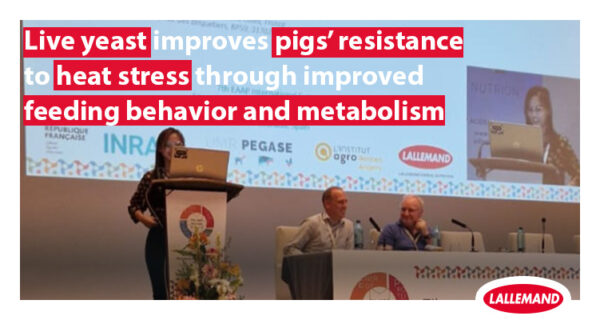 Live yeast improves pigs’ resistance to heat stress through improved feeding behavior and metabolism