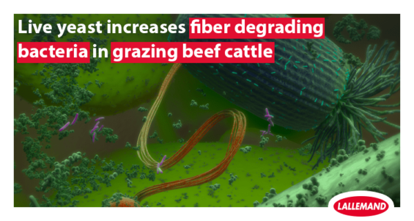 Live yeast increases fiber degrading bacteria in grazing beef cattle