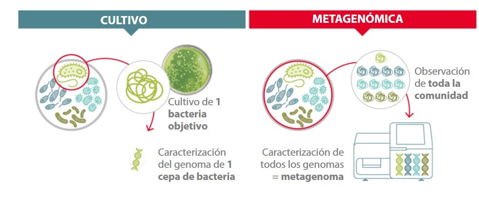 Metagenómica vs. cultivo
