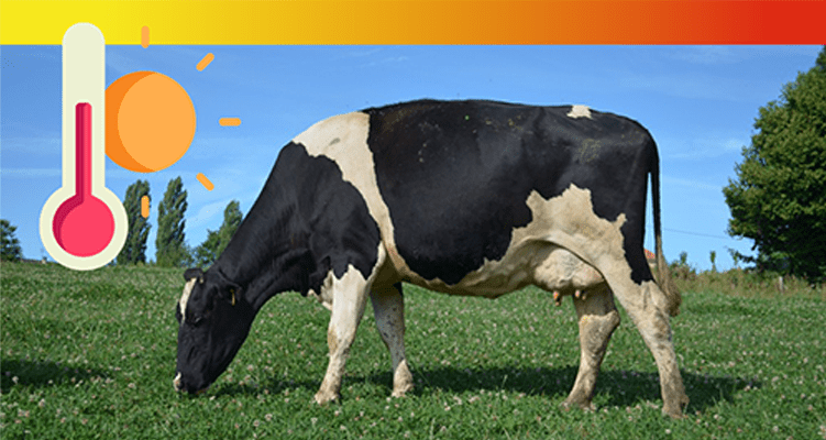 stress thermique vaches laitières levure probiotique