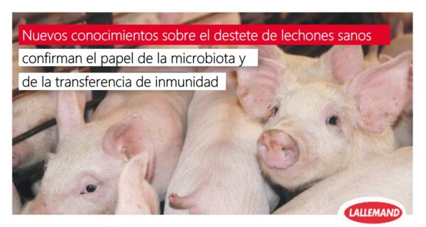 Nuevos conocimientos sobre el destete de lechones sanos confirman el papel de la microbiota y de la transferencia de inmunidad
