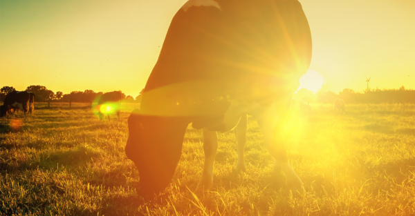 Kühe nach dem Abkalben sind empfindlich gegenüber Hitzestress: Antioxidative Fütterung kann helfen