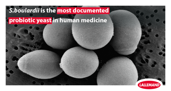 <em>S. boulardii</em> is the most documented probiotic yeast in human medicine