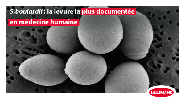 <em>S. boulardii</em>: levure probiotique la plus documentée en médecine humaine