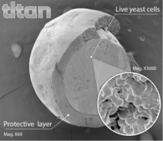 Titan beadlet section in scanning electron microscopy (Lallemand Animal Nutrition).
