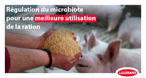 Régulation du microbiote pour une meilleure utilisation de la ration chez les truies en gestation