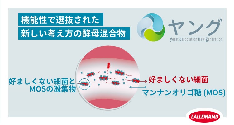 機能性で選抜された新しい考え方の酵母混合物「ヤング」 | Lallemand Animal Nutrition