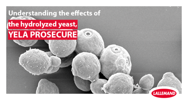 Understanding the effects of the hydrolyzed yeast, YELA PROSECURE