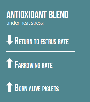 antioxidant blend under heat stress sows