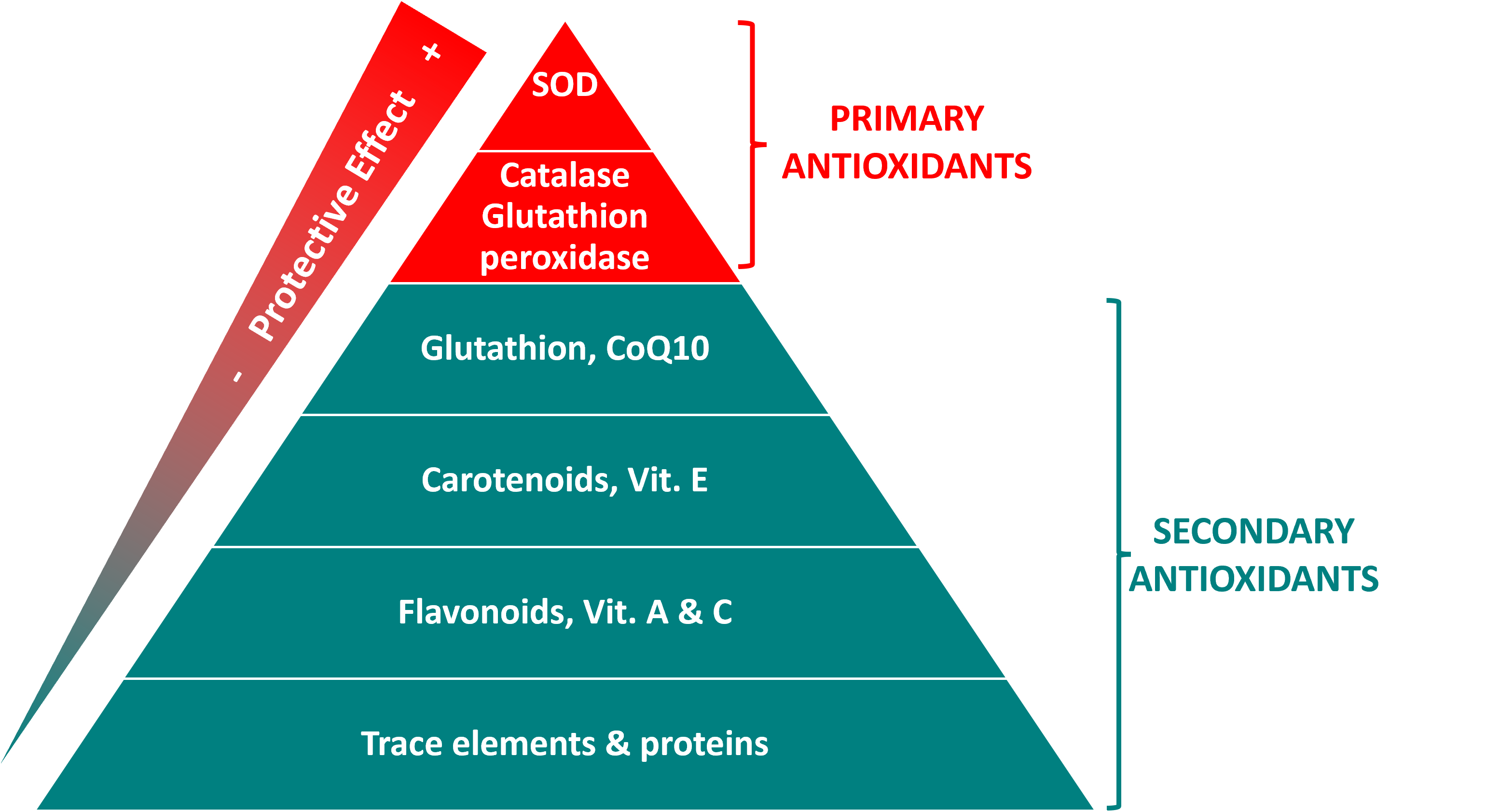 antioxidants pyramid