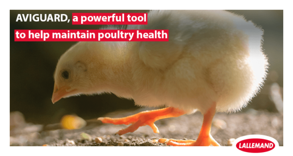 AVIGUARD, a powerful tool to help maintain poultry health