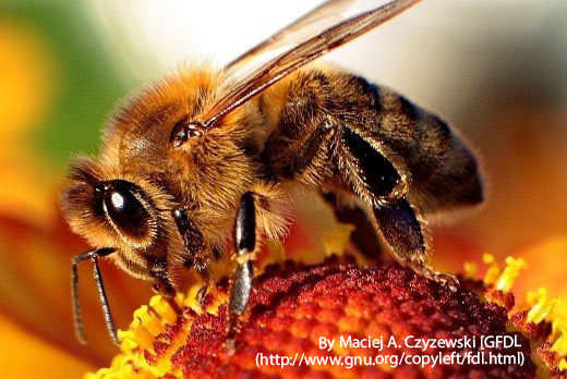 Lallemand’s probiotics protect honey bees