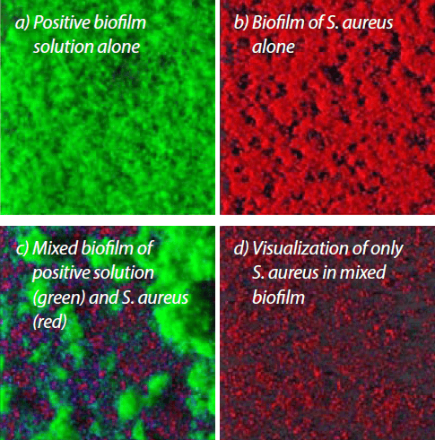 Representation of a positive biofilm interaction with S. aureus