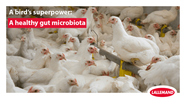A bird’s superpower: A healthy gut microbiota