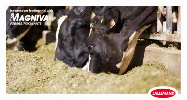 Optimal silage preservation can help improve milk yield