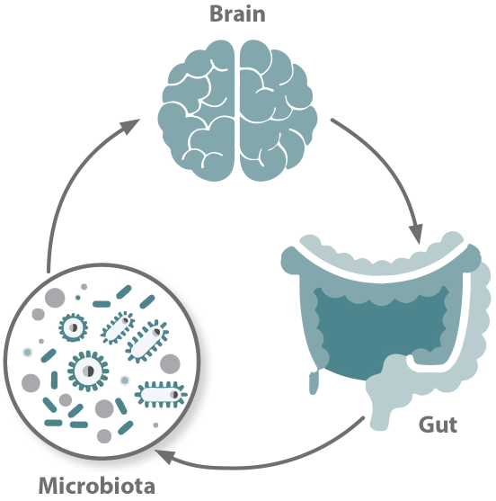 brain gut axis in pets