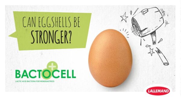 From feed to shell: The role of BACTOCELL in the Ca metabolism in mature laying hens