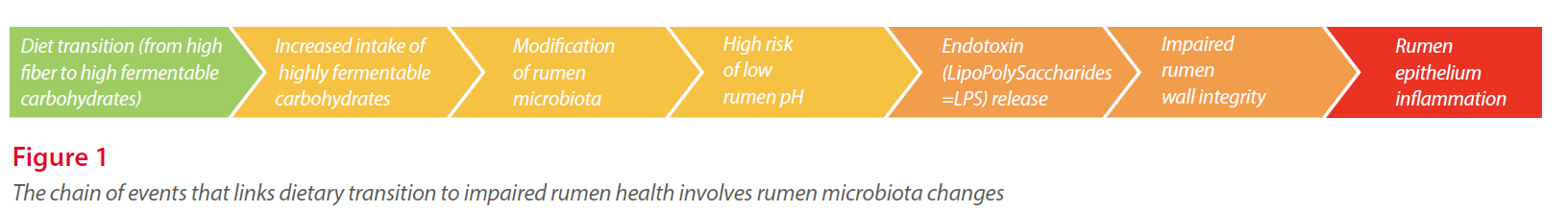 the chain of events that links dietary transition to impaired rumen health involves rumen microbiota changes