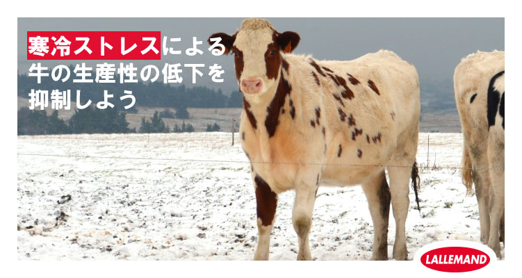 専門家に聞く：繊維の質と農場収益との関係 | Lallemand Animal Nutrition