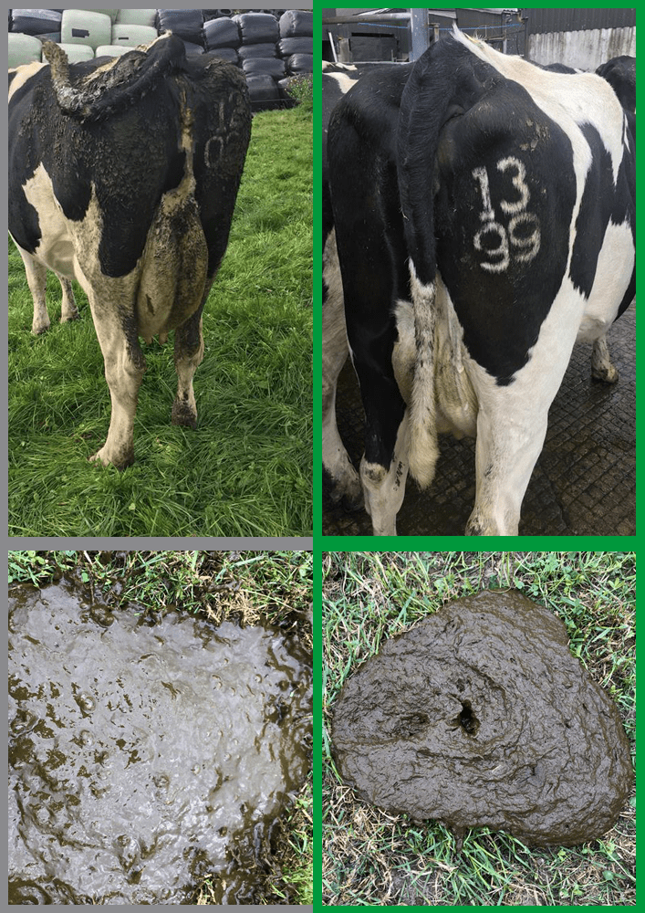 Observation of cow cleanliness and manure consistency during grazing: left control cow, right live yeast supplemented cows (LEVUCELL SC)